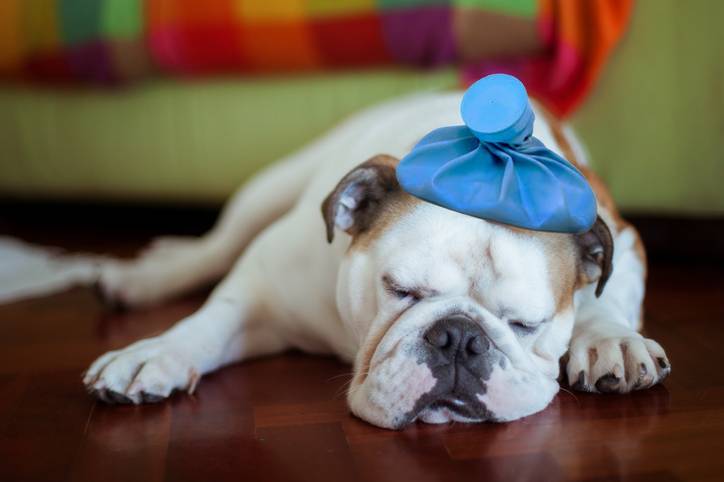 Cachorro Sick young puppy with ice bag on head