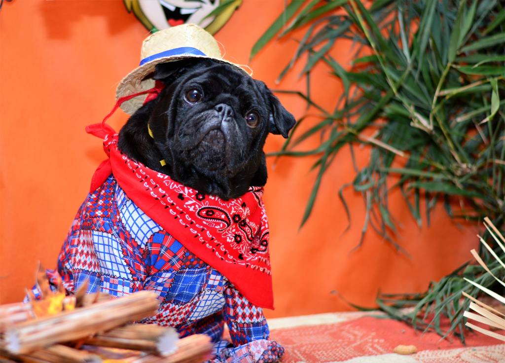 Qual é a origem das festas juninas no Brasil?