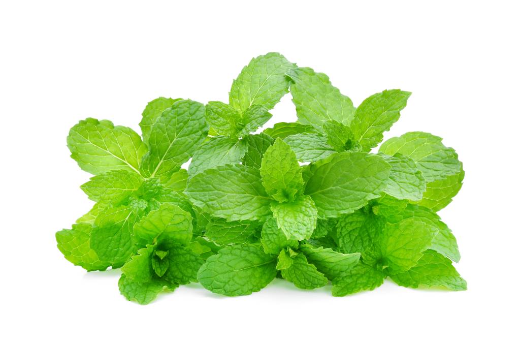 hortelã Close-Up Of Mint Leaves Against White Background