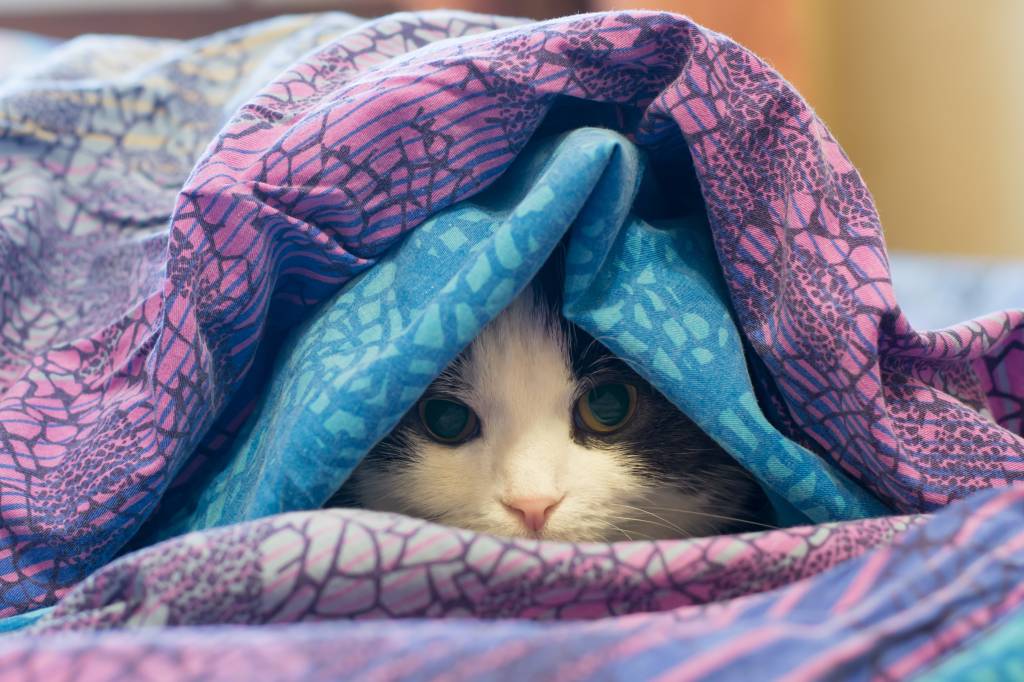 cobertores frio gato Photo of a cat wrapped in a blanket