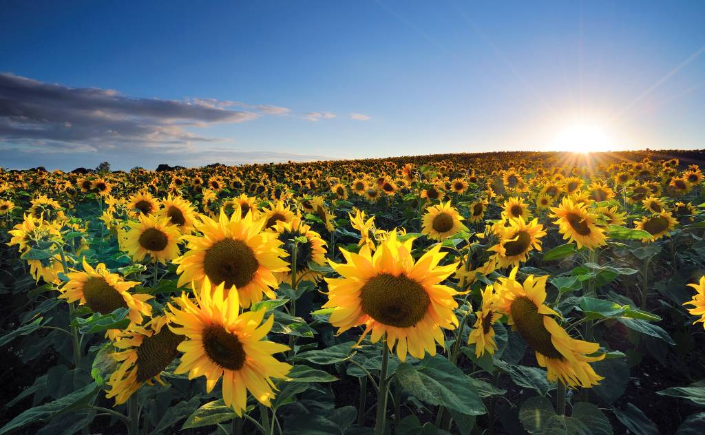 Flor girassol girassol