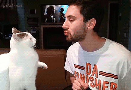 gif gato atacando gif gato atacando