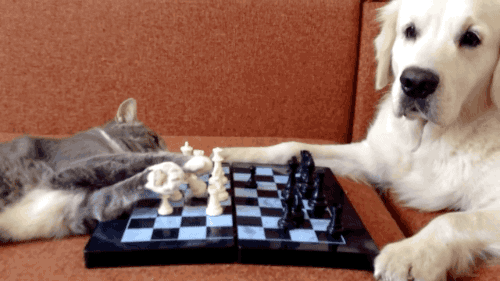 Gato e cão jogando xadrez giphy-4