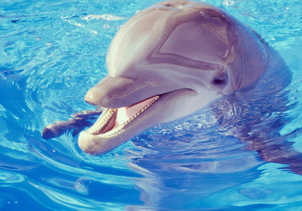 Turismo com animais silvestres não terá mais ingressos vendidos pelo TripAdvisor