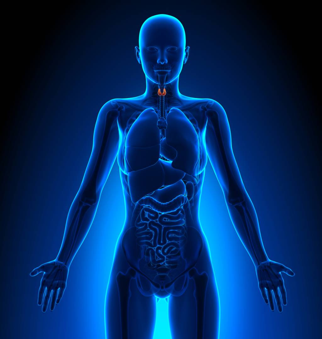 Thyroid – Female Organs – Human Anatomy