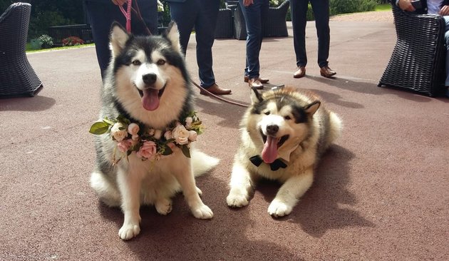 malamutes