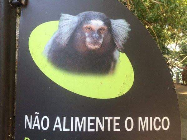 meme-mico