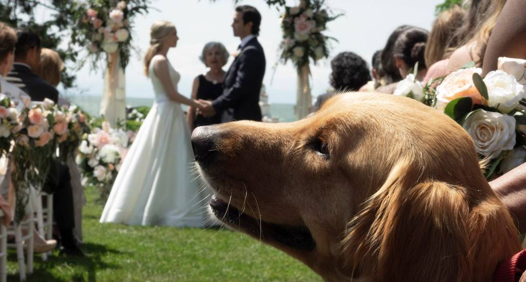 Veja cena exclusiva de ‘Meu Amigo Enzo’, o filme canino mais lindo do ano