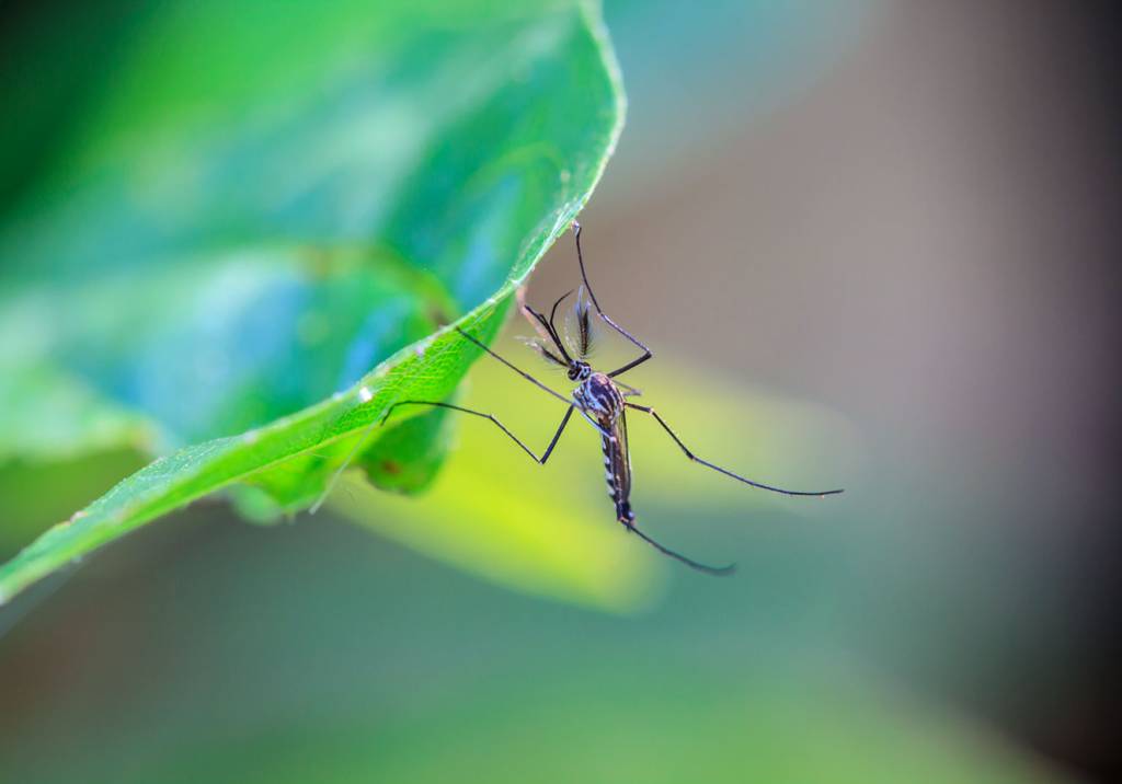 Receitas caseiras combatem mesmo a dengue?