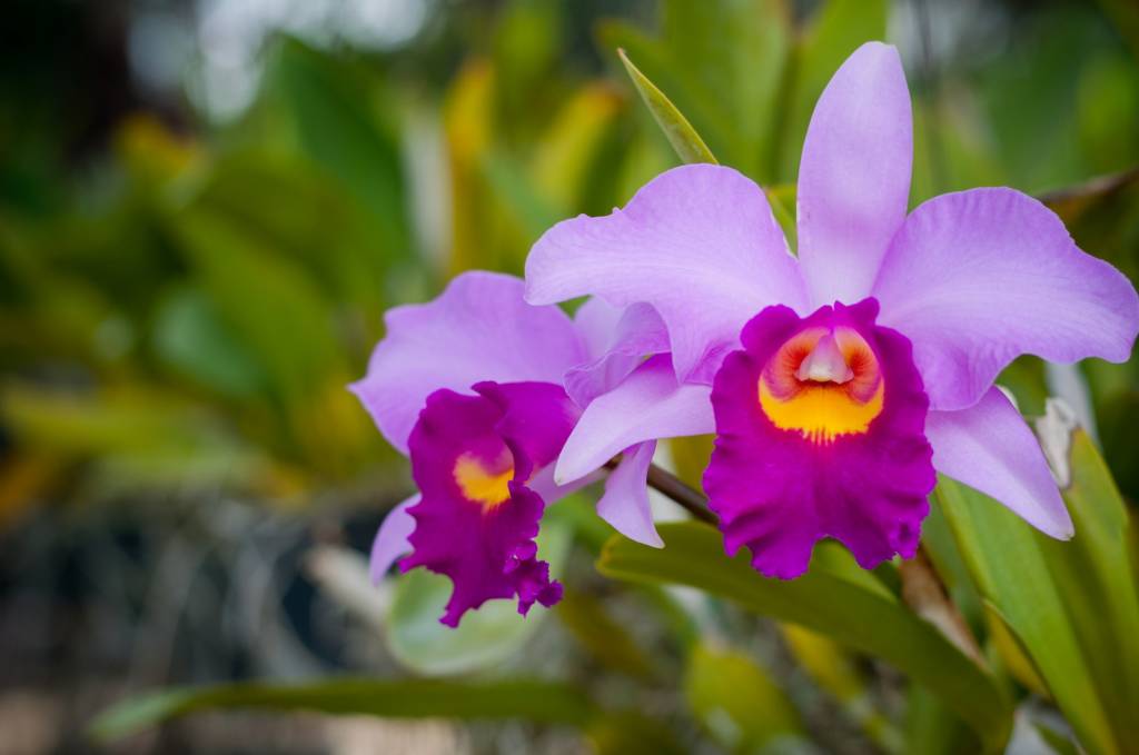 Cattleya purple orchid in garden with blur background