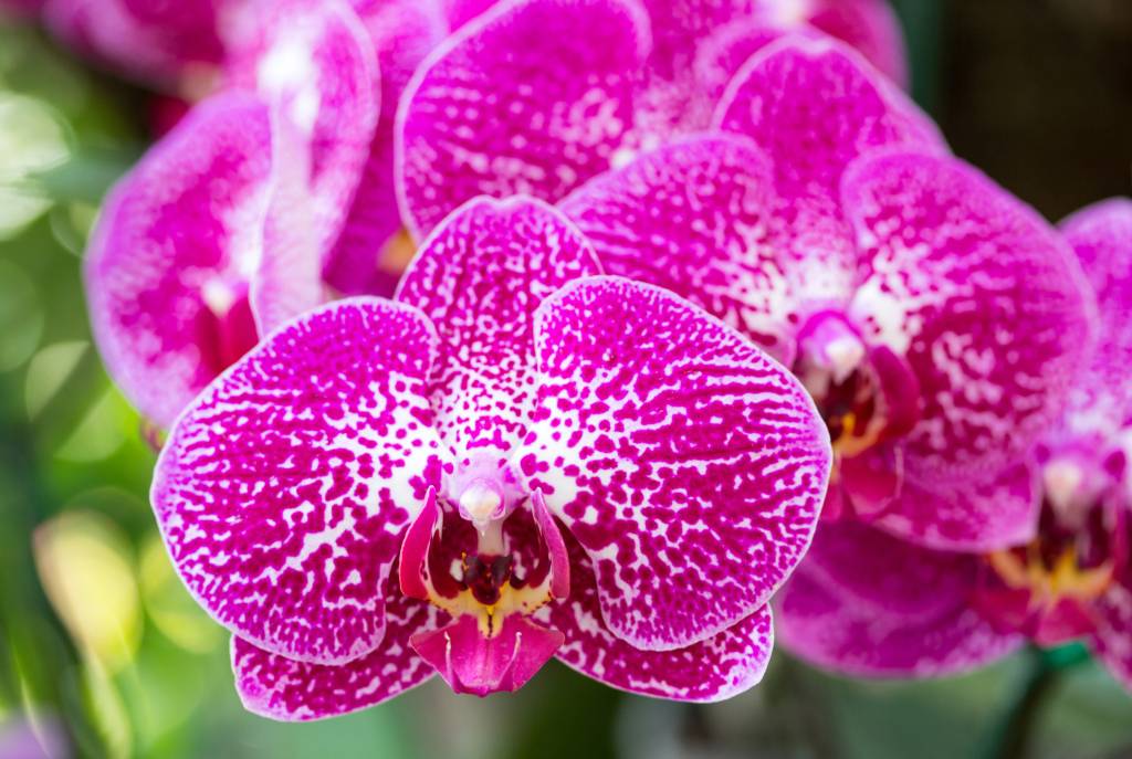 Pink phalaenopsis orchid flower