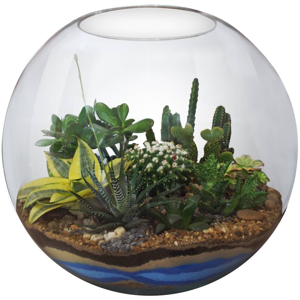 Plantas que trazem bons fluidos para casa – cactos Plantas que trazem bons fluidos para casa – cactos