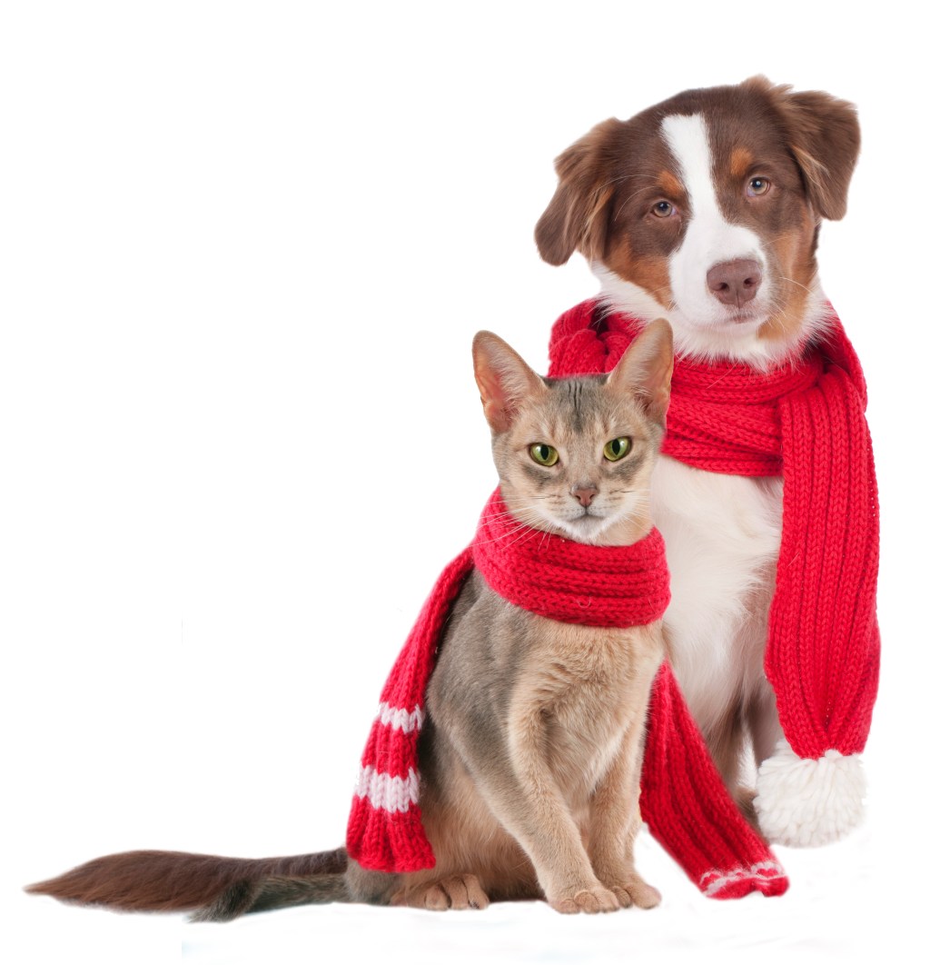 Proteger gatos e cães no frio