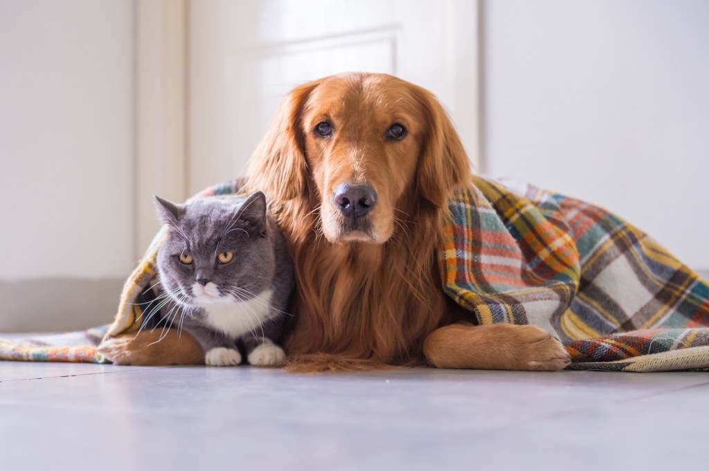 Proteger gatos e cães no frio