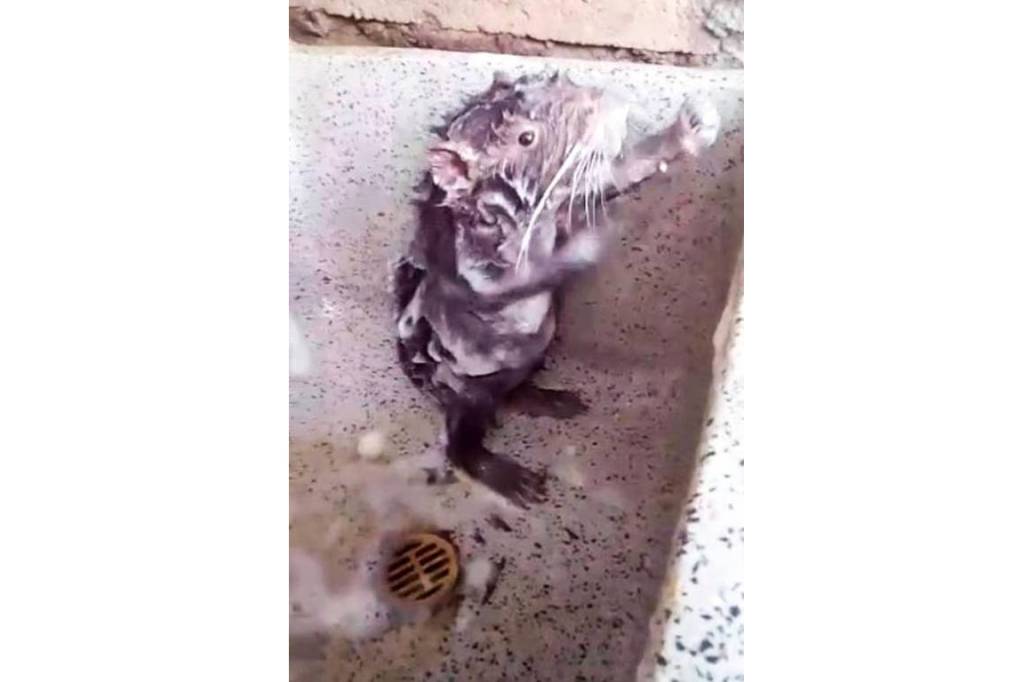 A cruel realidade por trás do vídeo do rato tomando banho