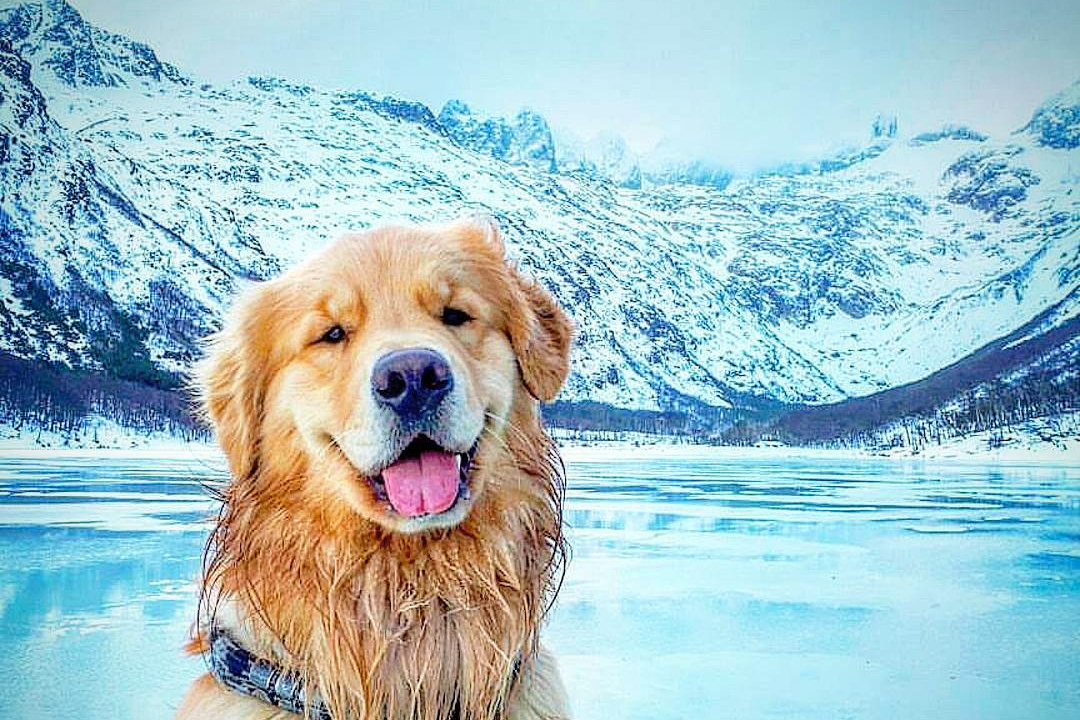 Esse cão está viajando com seu humano e as fotos são incríveis | CLAUDIA