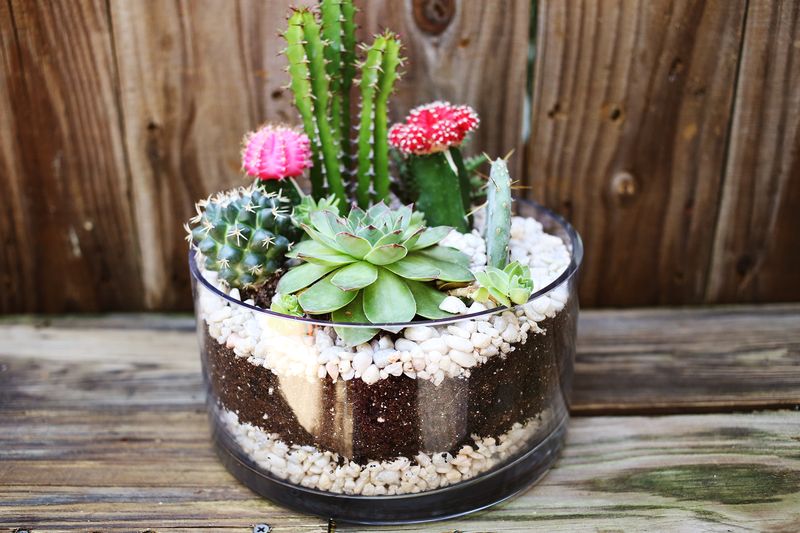 terrc3a1rio-para-cactus-e-suculentas