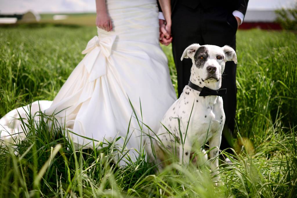 Como colocar seu animal de estimação na cerimônia de casamento? Spotted dog attends a wedding as best man
