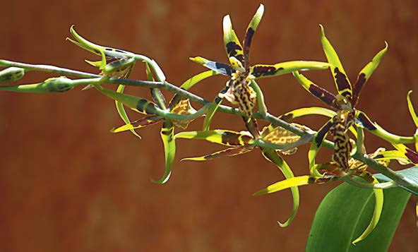 Orquídea brassia
