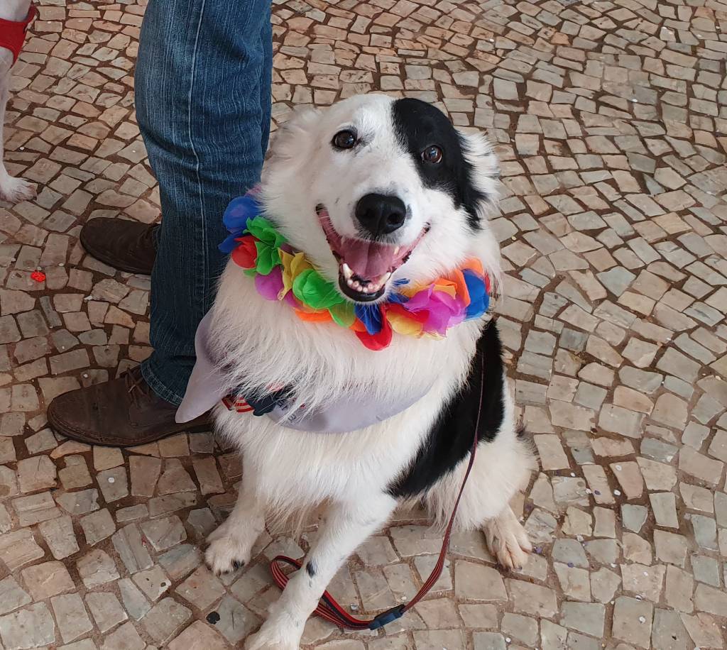 O pet Sansão em um bloco de carnaval em Brasília O pet Sansão em um bloco de carnaval em Brasília