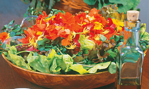 Salada de folhas e nastúrcio