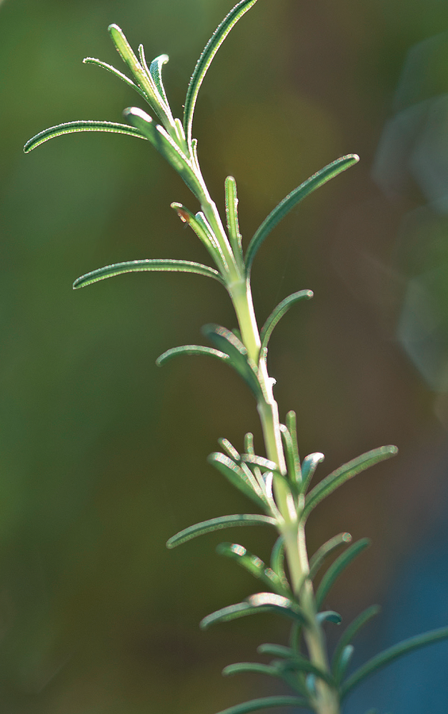 sustentabilidade-horta-orgc3a2nica-cultivada-em-caixotes-e-panelas-alecrim