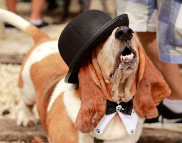 Cão fantasiado de Charles Chaplin Cão fantasiado de Charles Chaplin