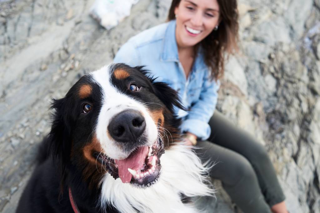 Happy bernese mountain dog looking at camera, his owner smiles next to him Happy bernese mountain dog looking at camera, his owner smiles next to him