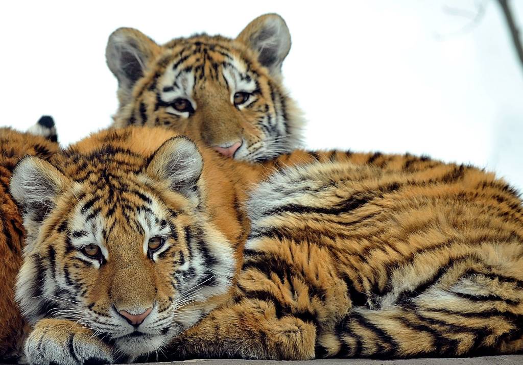 Tigres no Zoo do Bronx Tigres no Zoo do Bronx