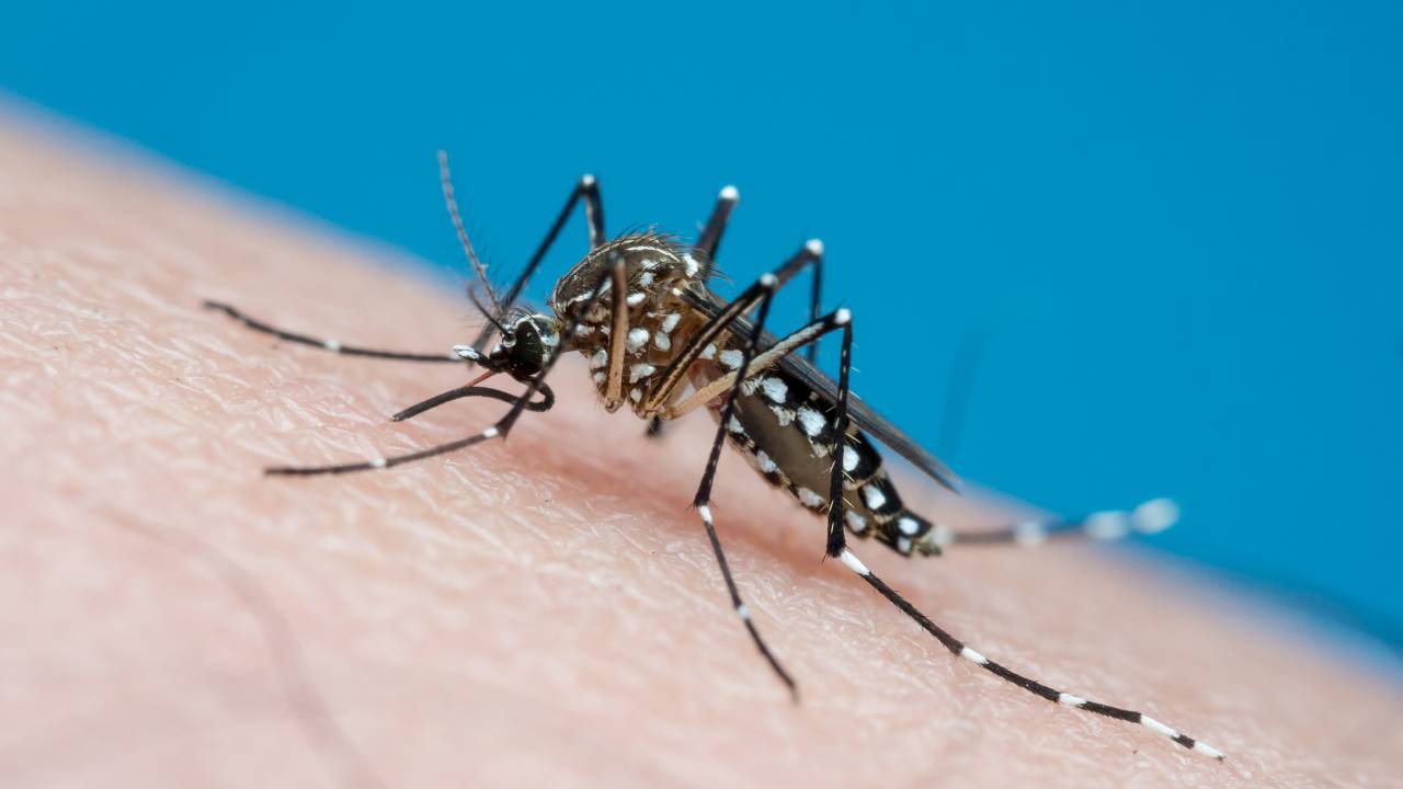 dengue