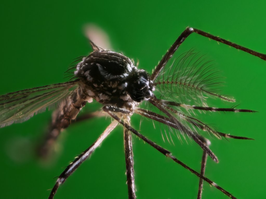 O Aedes aegypti é o mosquito transmissor da Dengue