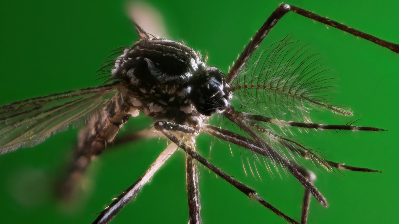 O Aedes aegypti é o mosquito transmissor da Dengue