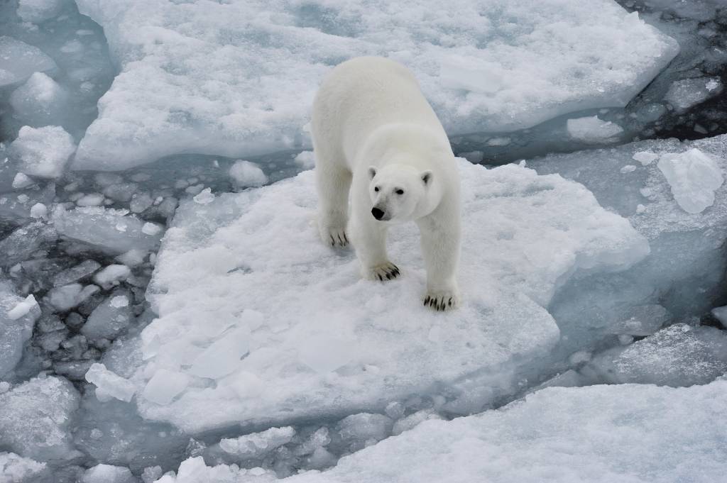 Ursos polares podem ser extintos antes de 2100 pelo aquecimento global