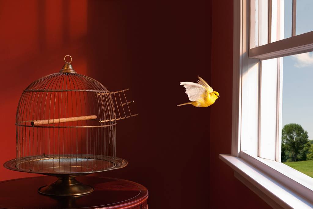 Canary escaping cage, flying toward open window No canto esquerdo, uma gaiola de pássaro de cor cobre está com a porta aberta. Um passarinho amarelo voa em direção a uma janela. O fundo da foto é vermelho