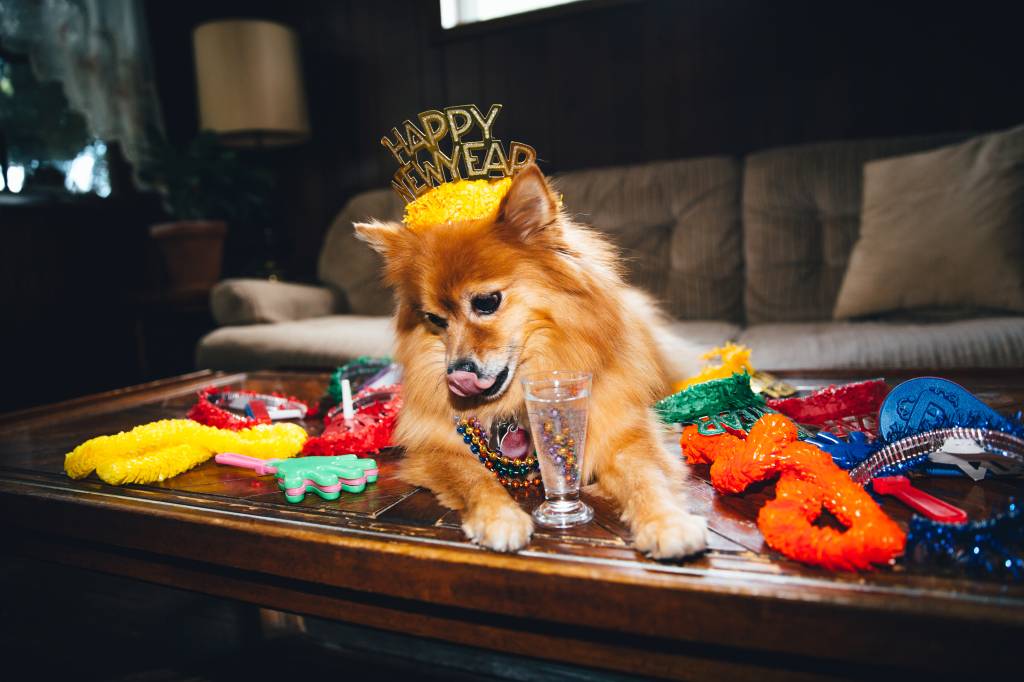 Confira os cuidados essenciais com os pets durante a virada de ano