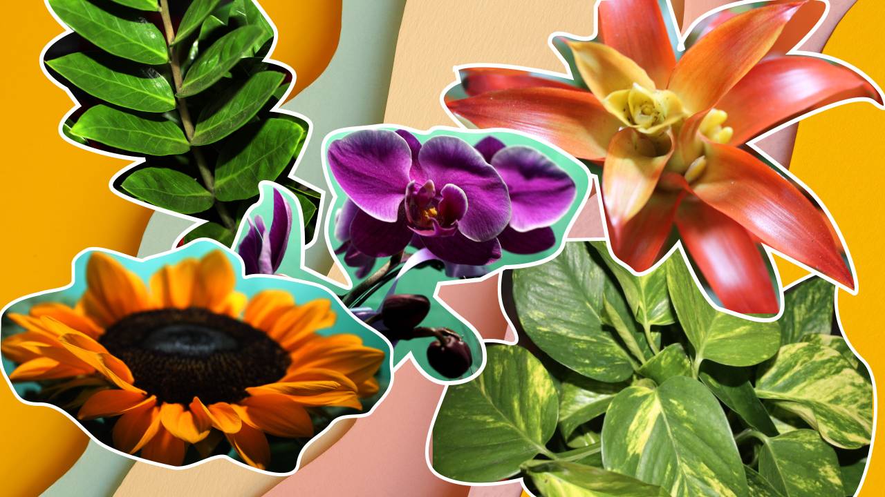Plantas