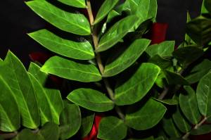 IMG_3178 Planta
