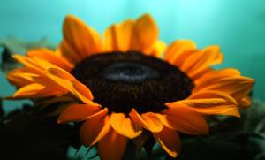 IMG_9911 Girassol