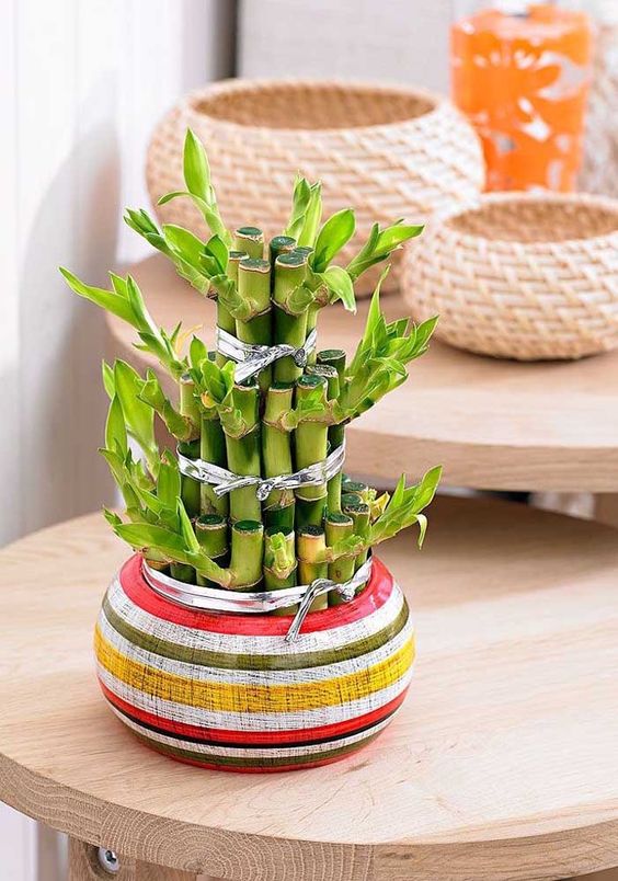 Bambu Bambu