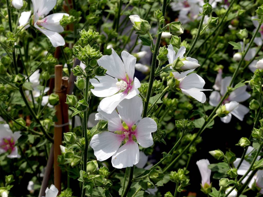 malva branca malva branca