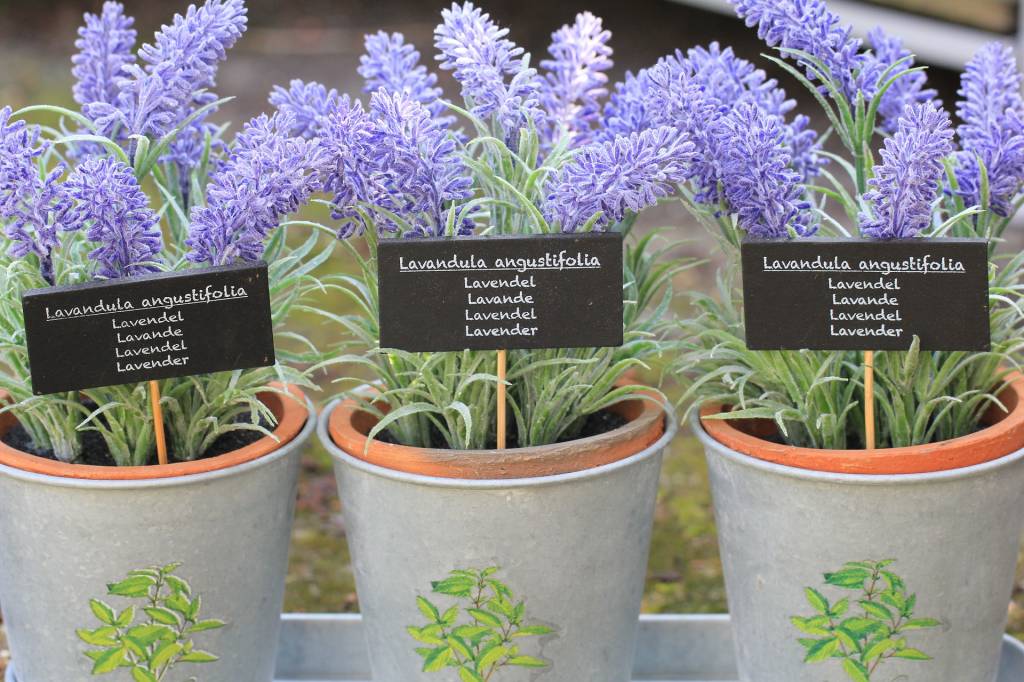 Lavanda Lavanda