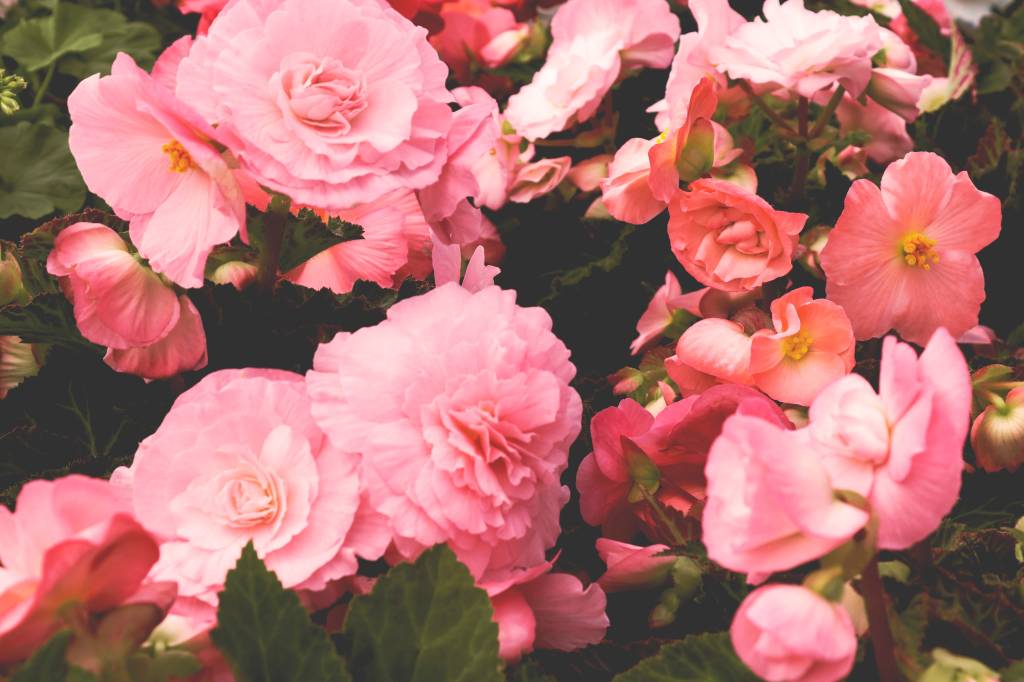 irina-grotkjaer-dNQS9yHUXGE-unsplash BEGONIA