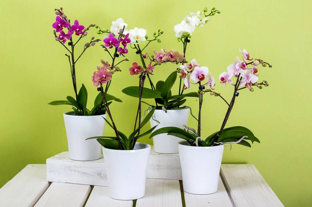 Orquídia Orquídia