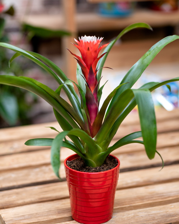 planta-de-flor-de-bromelia-vermelha-isolada_267395-830 Bromélia