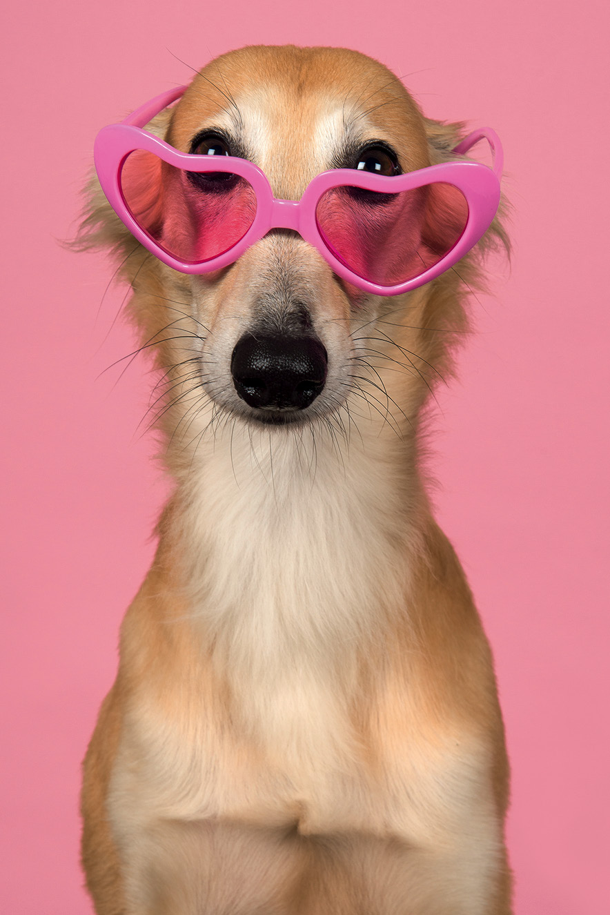 cachorro usando óculos