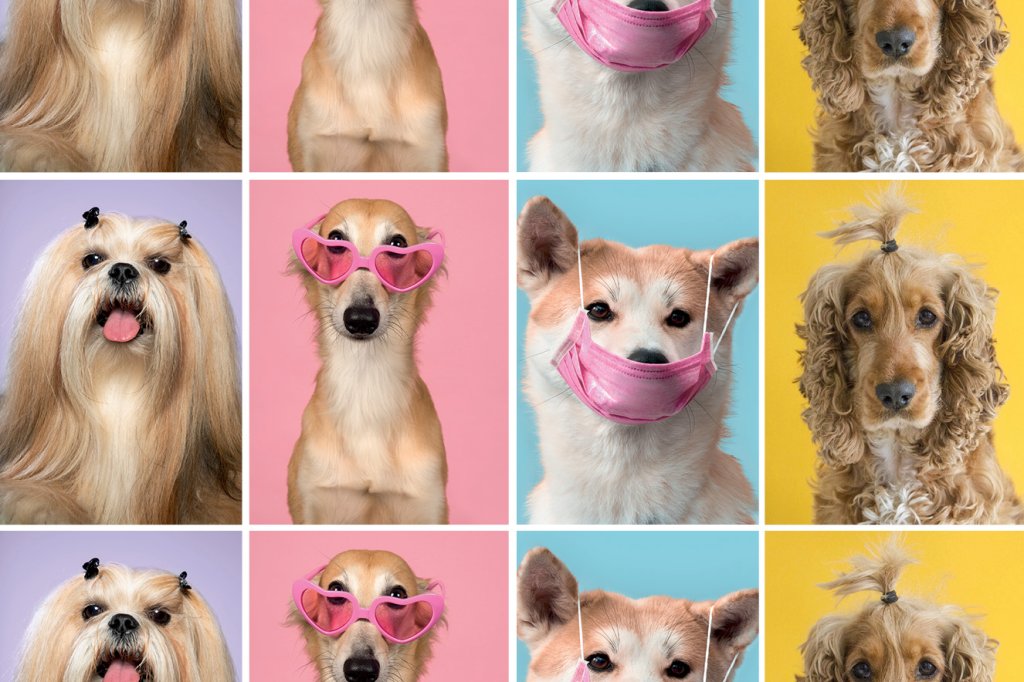cães com acessórios como máscaras, óculos, cabelo preso