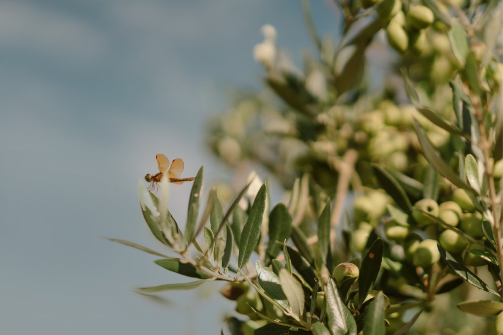 foto de inseto na folha das oliveiras