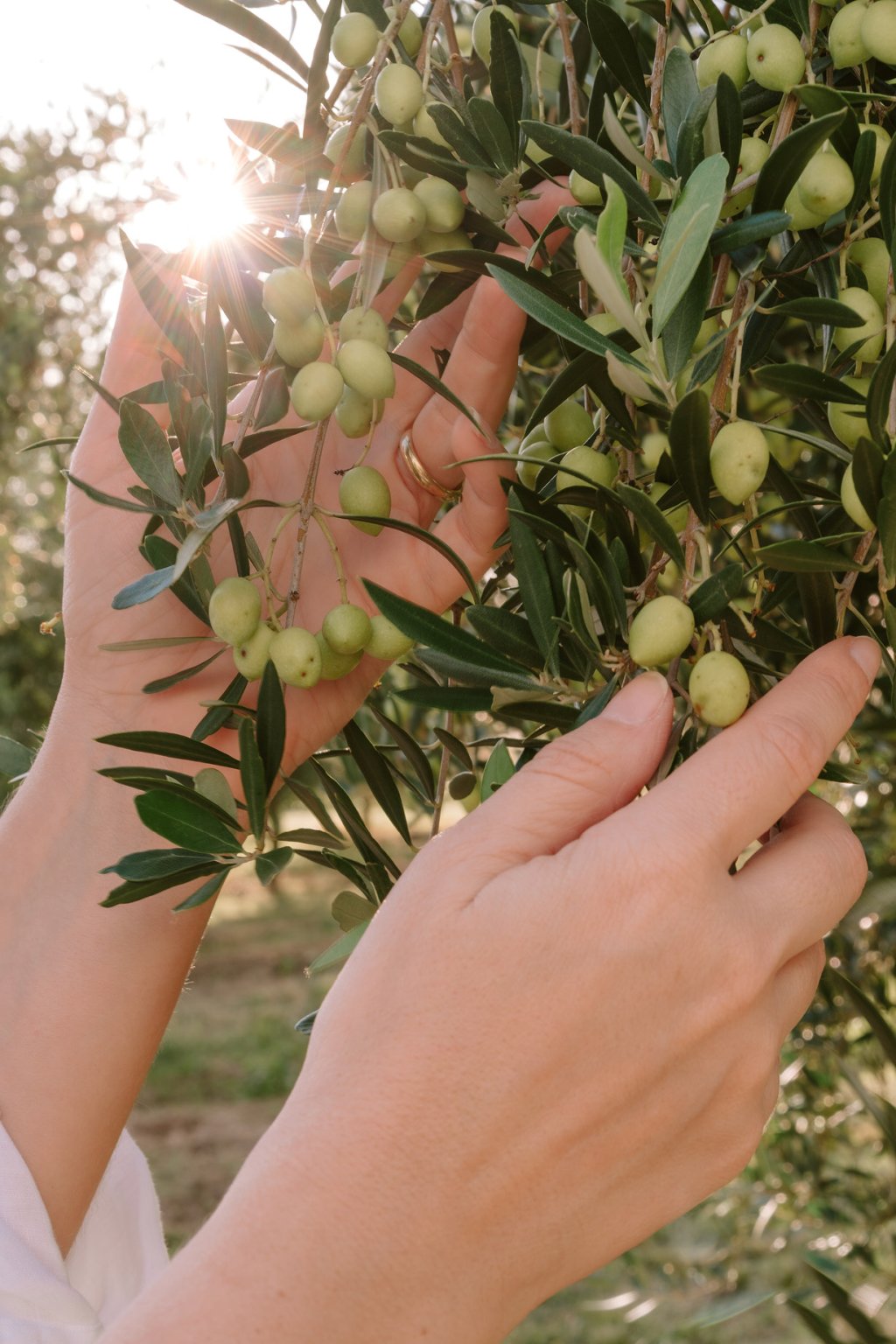 mãos encostando na folha das oliveiras