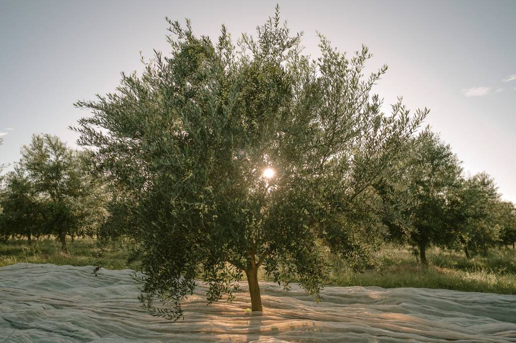azeites– oliveira