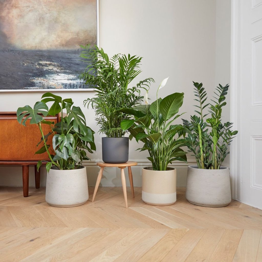 Vasos de plantas ambientados numa casa